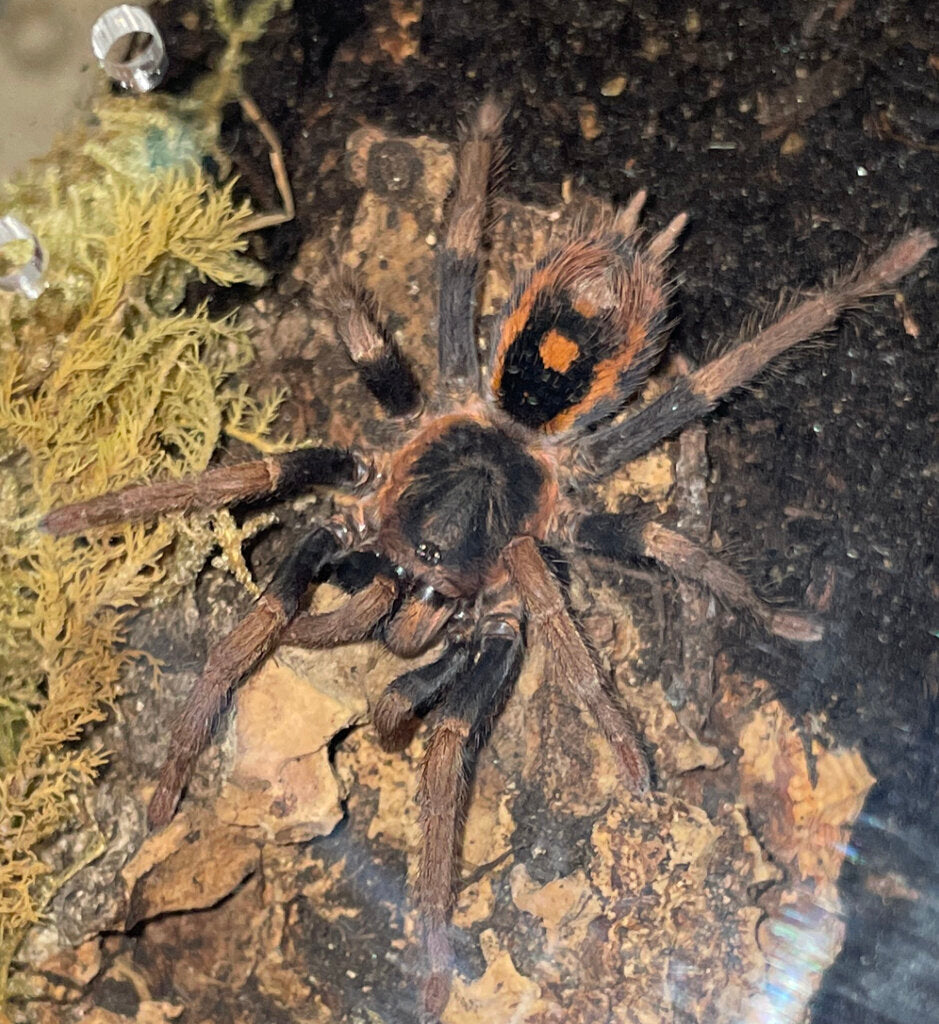 Speckle Patch Guerilla Tarantula (H. geurreroi)
