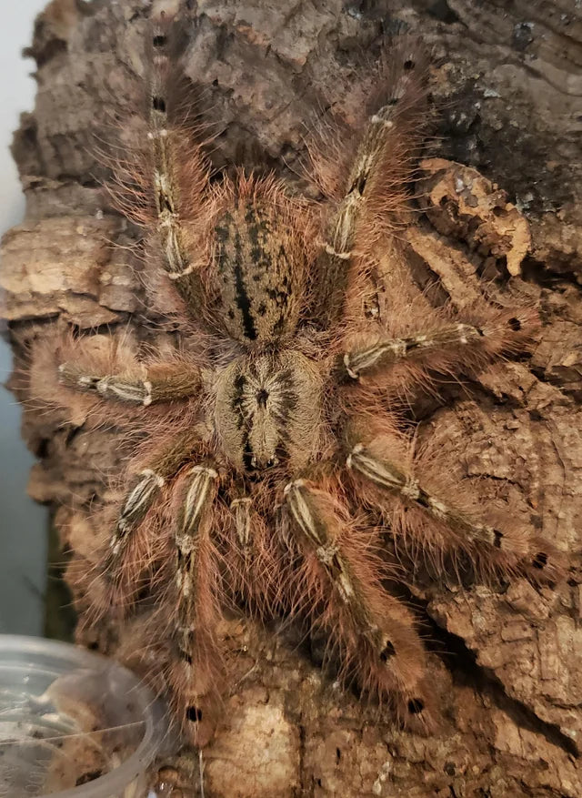 Feather-leg Baboon (C. calceatum)