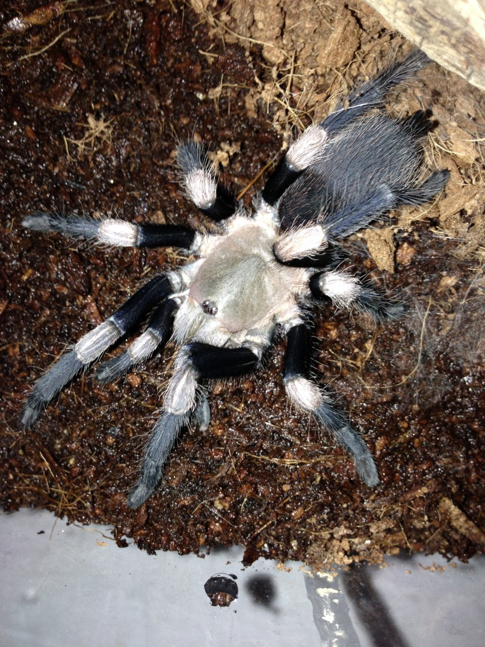 Himalayan Banded Earth Tiger Tarantula (H. himalayana)