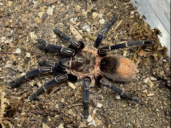 Peruvian Royalty Tarantula (Theraphosinae sp. “Cuzco”)