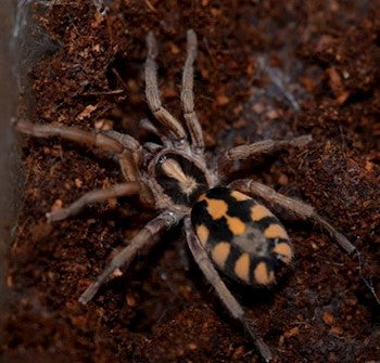 Pumpkin Patch Tarantula (H. formosus)