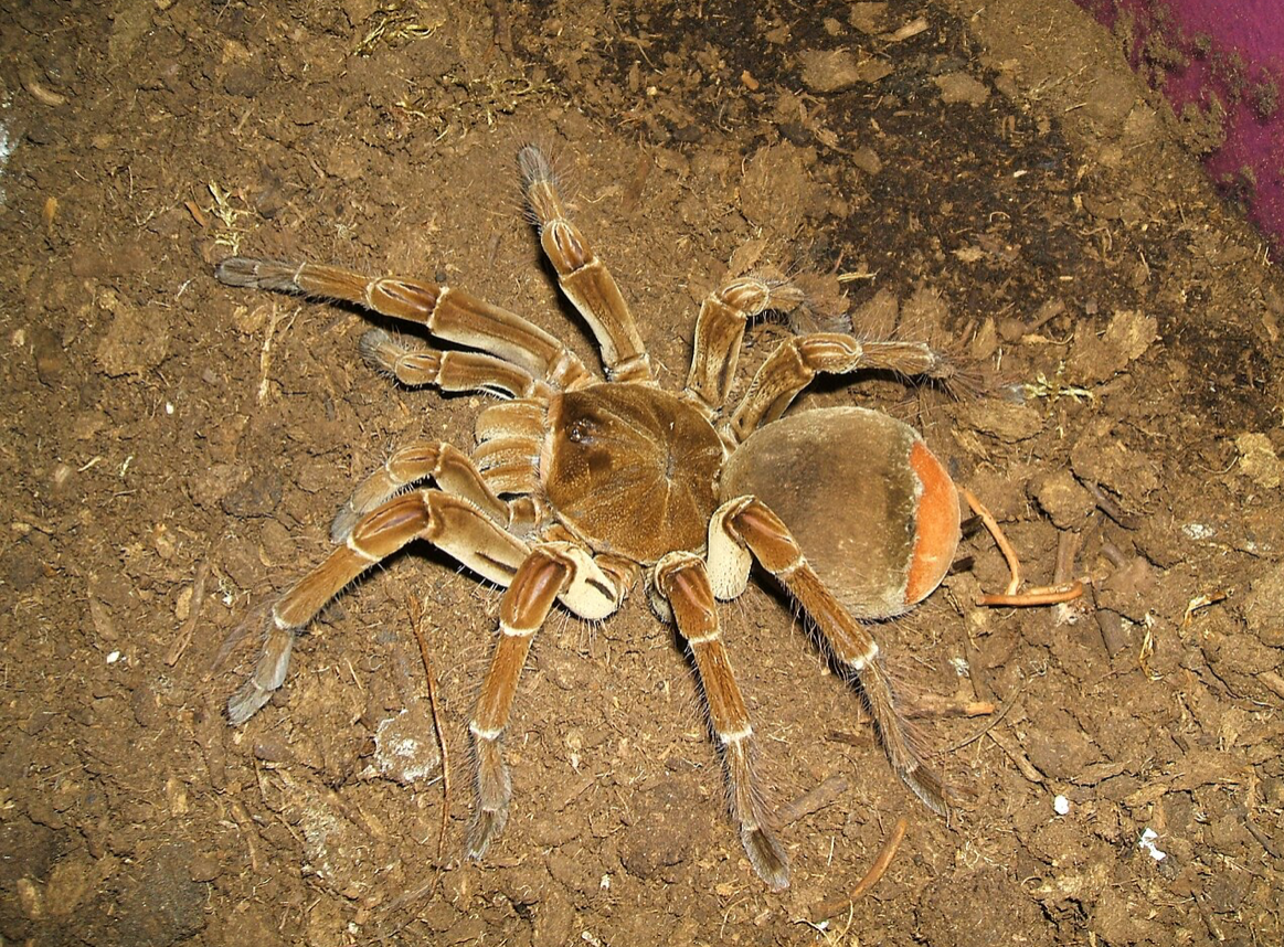 “Burgundy” Goliath Birdeater Tarantula (T. stirmi )