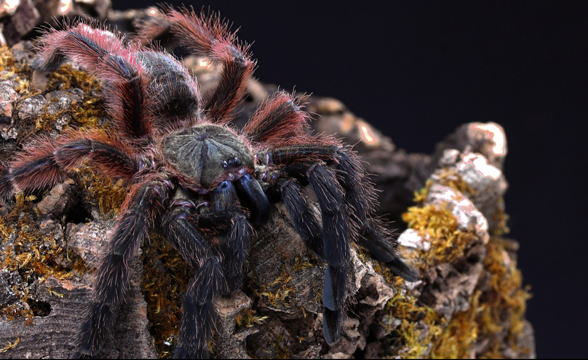 Mexican Red and Black Tree Spider (P. Victori)