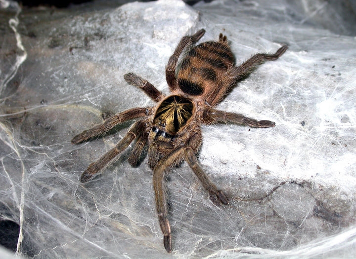 Trinidad Olive Tarantula (N. Incei)