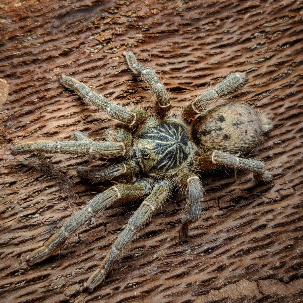 Dodoma Baboon Tarantula(P. lugardi)