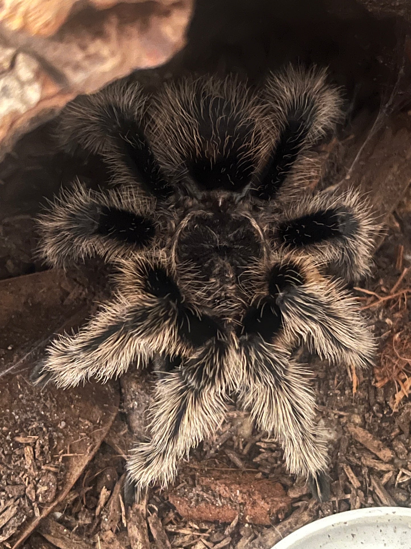 Curly Hair Tarantula (T. albopilosus)