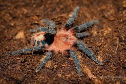 Bolivian Dwarf Beauty (C. perezmilesi)