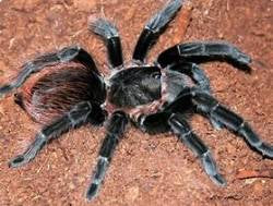 Guatemalan Red-Rump (T. sabulosus)