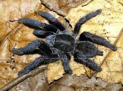 Borneo Black Tarantula (P. arboricola)