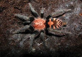 Costa Rican Tiger Rump Tarantula (D. fasciatus)
