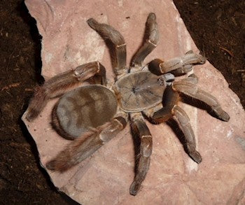 Citharognathus tongmianensis