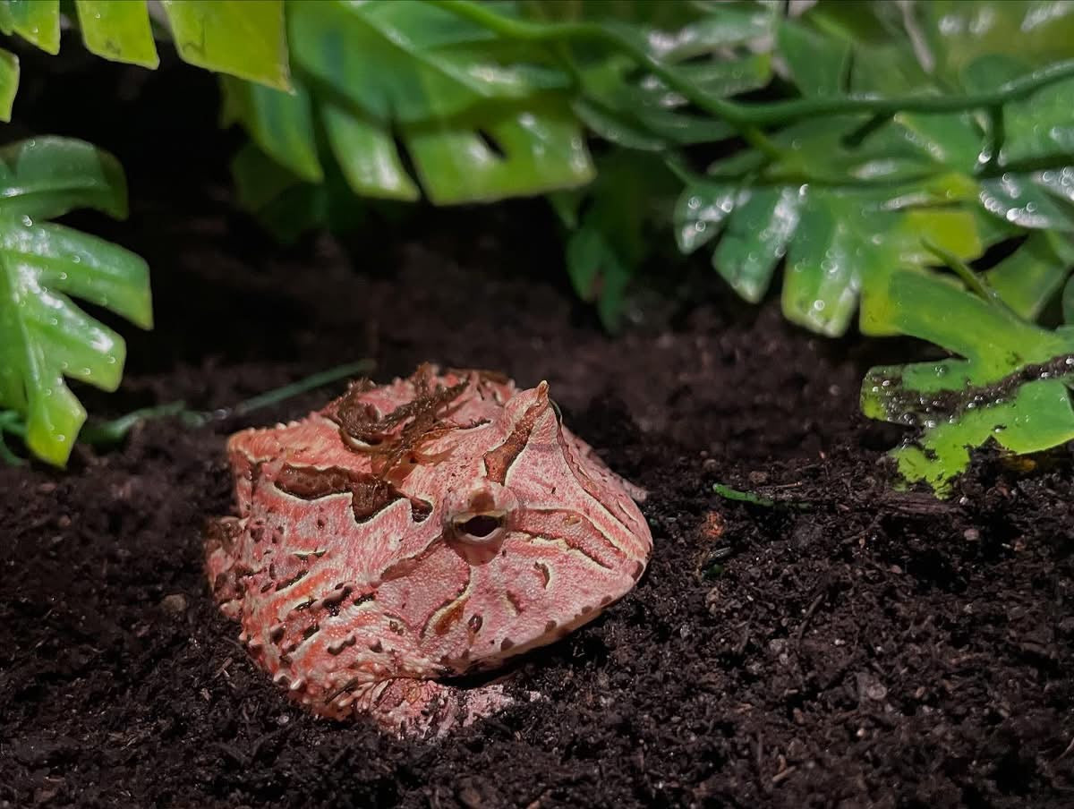 Red Fantasy Pac-Man Frog (C. cranwelli)
