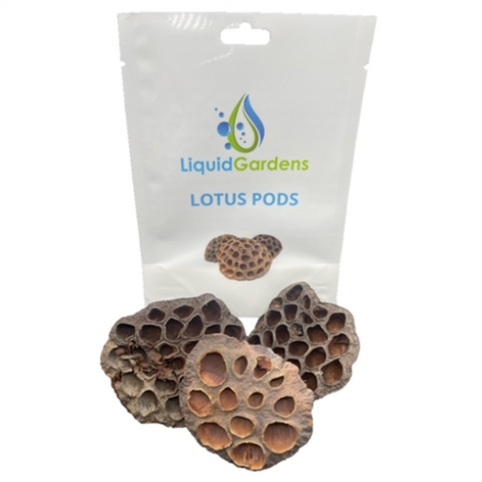 Liquid Gardens Lotus Pods 3ct