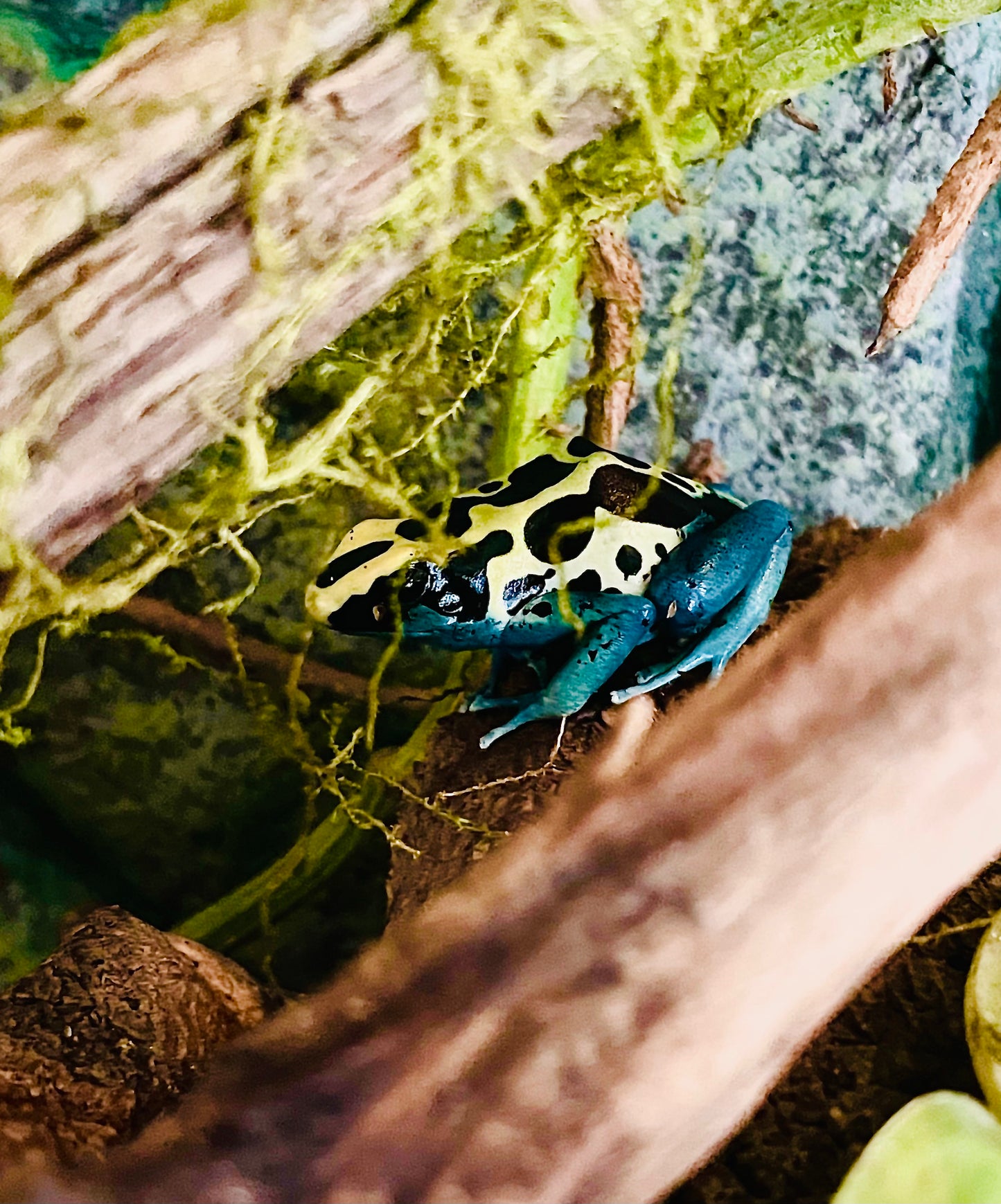 Dyeing Poison Dart Frog (D. tinctorius)