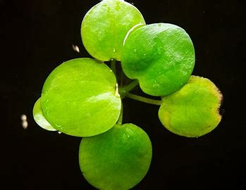 Amazon Frogbit (Limnobium laevigatum)