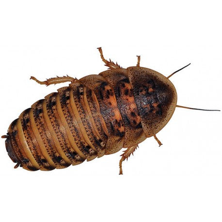 Live Dubia Roaches