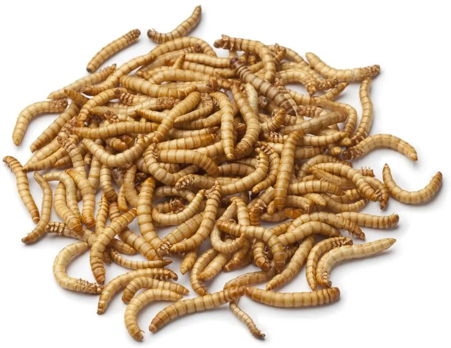 Live Mealworms (Tenebrio molitor)