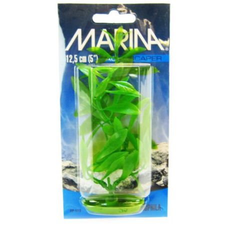 Marina Hygrophila Plant