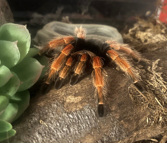 Brachypelma boehmei