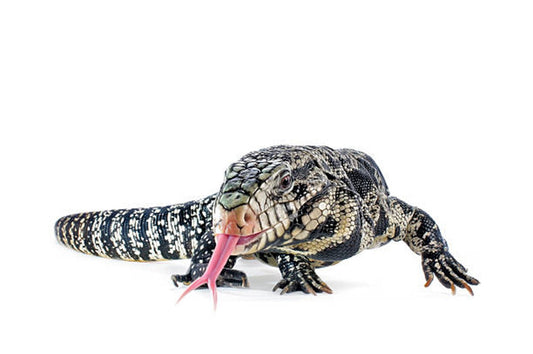 Argentine Black & White Tegu Care Guide