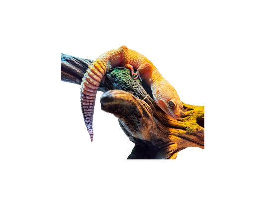 Leopard Gecko Care Guide