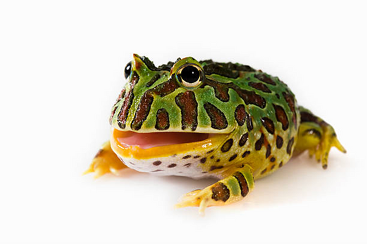 South American Horned Frog or Pac-Man Frog