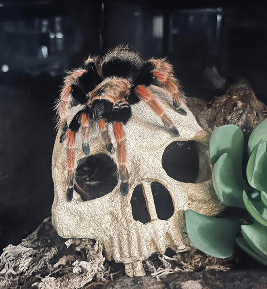 Mexican Fireleg Tarantula Print