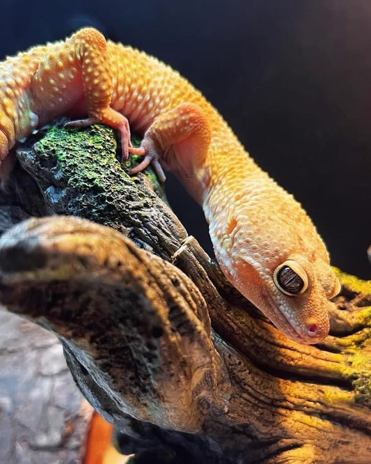 Leopard Gecko Print