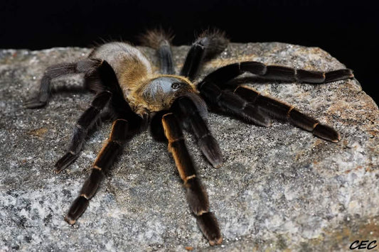 O. aureotibialis (Thailand Golden Fringe)