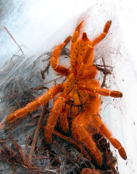 P. murinus OBT (Orange Starburst Baboon)