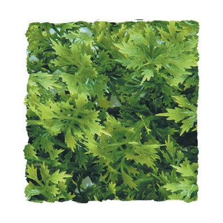 Zoo Med Natural Bush- Australian Maple