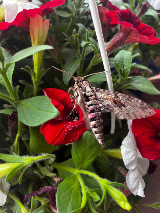 Manduca Moth Magnet