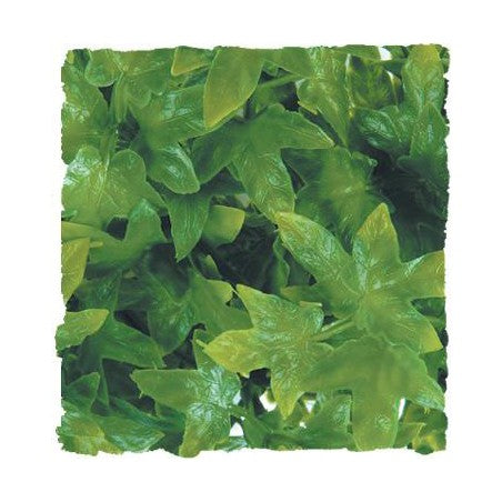 Zoo Med Natural Bush- Congo Ivy