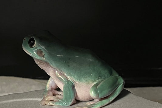“Deep in Thought” Tree Frog Print