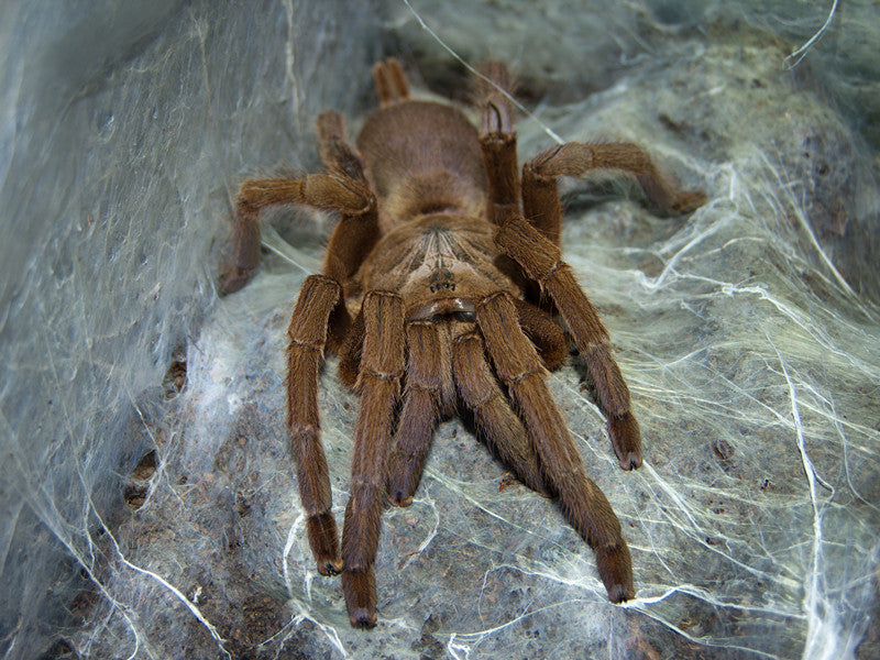 C. guangxiensis (Chinese Giant Fawn)