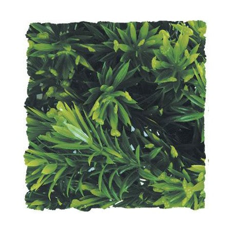 Zoo Med Natural Bush- Borneo Star