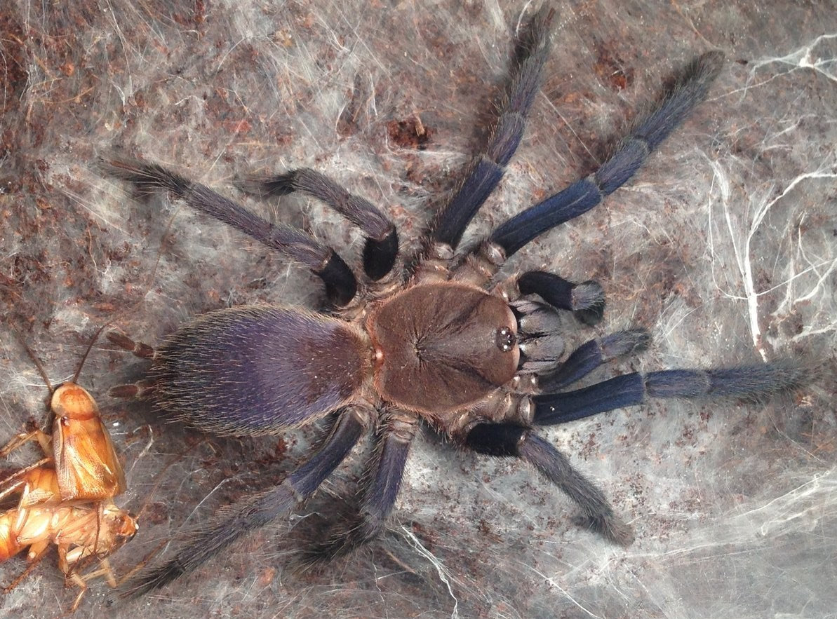 Orphnaecus sp. ‘Quezon Blue’ (Quezon Blue Earth Tiger)