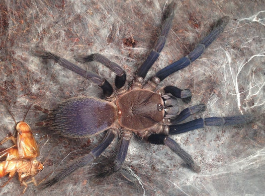 Orphnaecus sp. ‘Quezon Blue’ (Quezon Blue Earth Tiger)