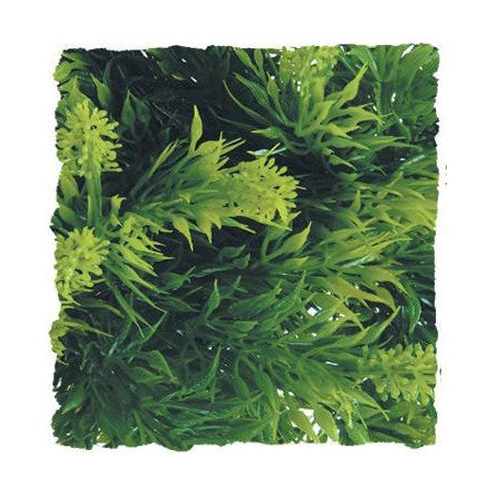 Zoo Med Natural Bush- Malaysian Fern