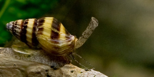 Assassin Snails (A. helena)