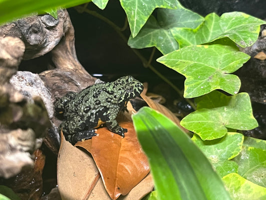 Fire Bellied Toad (Bombina orietalis)