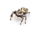 Regal Jumping Spider (P. regius)