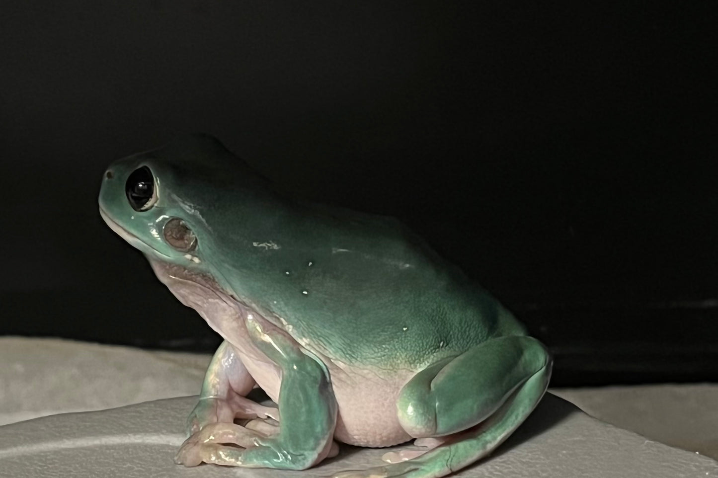 Whites Tree Frog (Litorea caerulea)