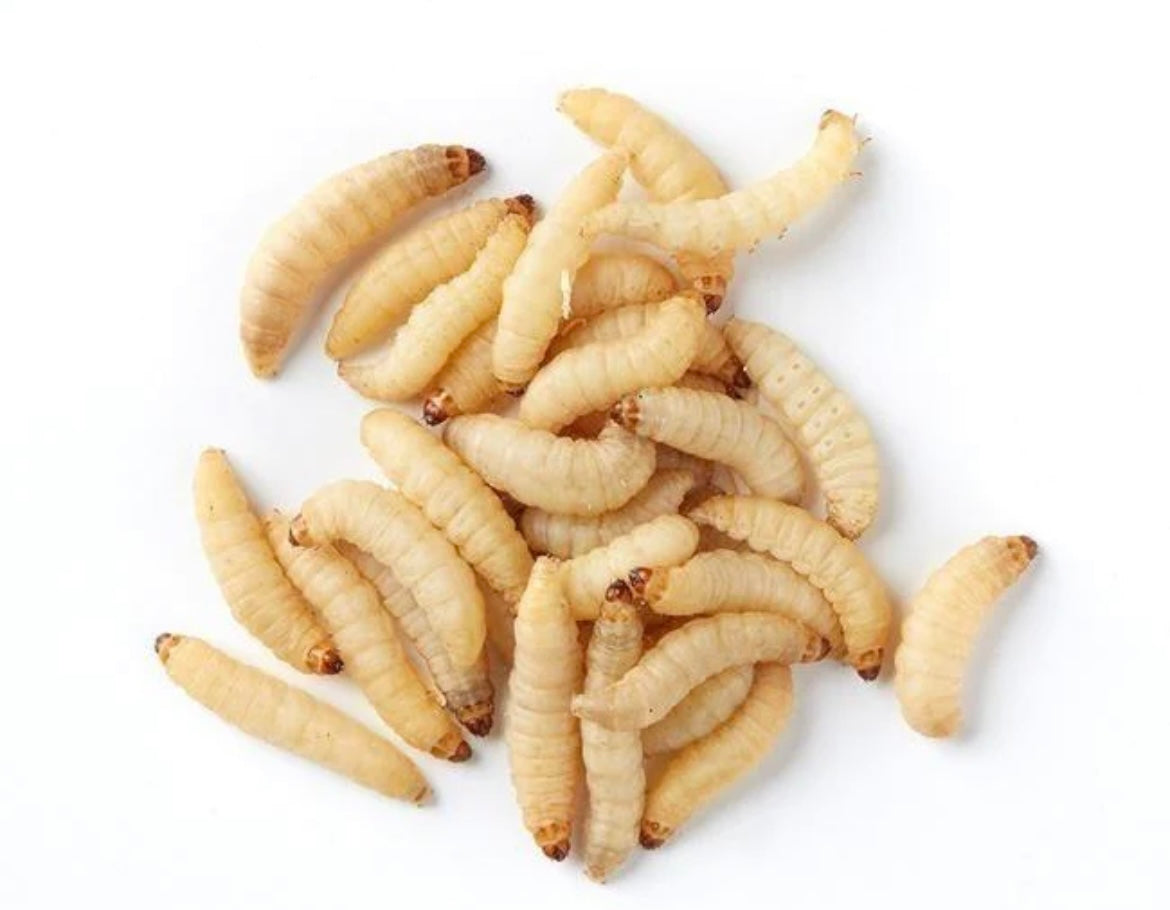 Waxworms