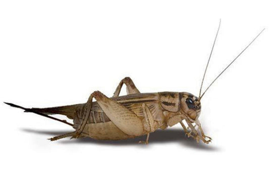 Crickets (Acheta domesticus)