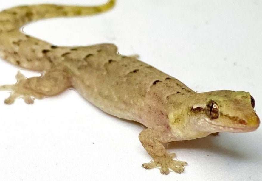 Mourning Geckos (L. lugubris)