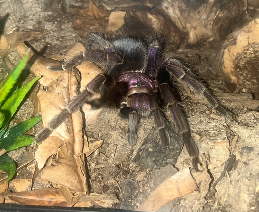 Bayahibe Giant Birdeater (P. cancerides “Bayahibe”)
