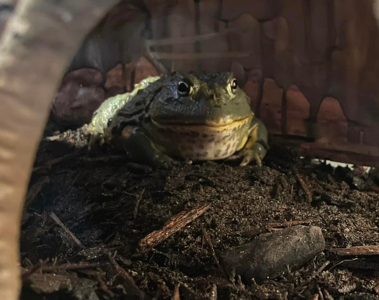 African bullfrog (Pyxicephalus adspersus)