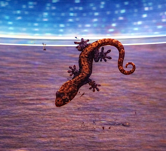 Mourning Geckos (L. lugubris)