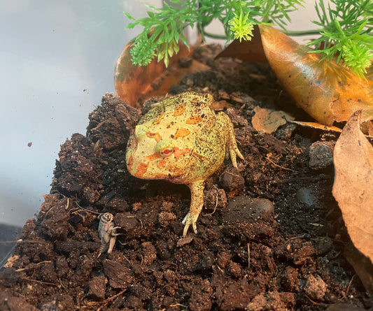 Lemon Lime Pac-Man Frog (C. cranwelli)
